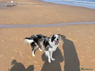 Border Collie dogs Border collie - Advert 2