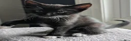 Mixed Breed cats for sale: Kittens available near Worksop/Retford  in Worksop - Advert 5