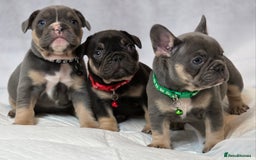 French Bulldog dogs for sale: TOP QUALITY KC REG FRENCHIES AVAILABLE  - Image 35