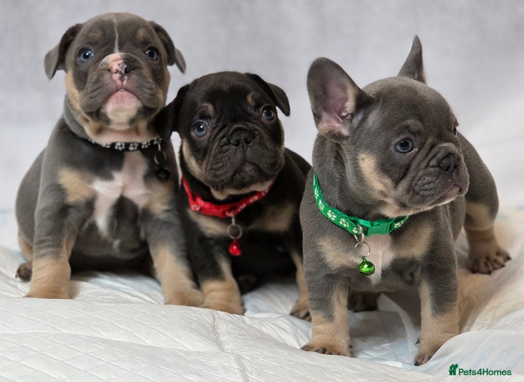 French Bulldog dogs for sale: TOP QUALITY KC REG FRENCHIES AVAILABLE  - Image 35