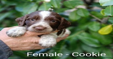 Mixed Breed dogs - Advert 4