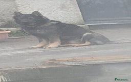 Belgian Shepherd Dog dogs for sale: Belgian malinois cross Czech Shepherd  - Image 5