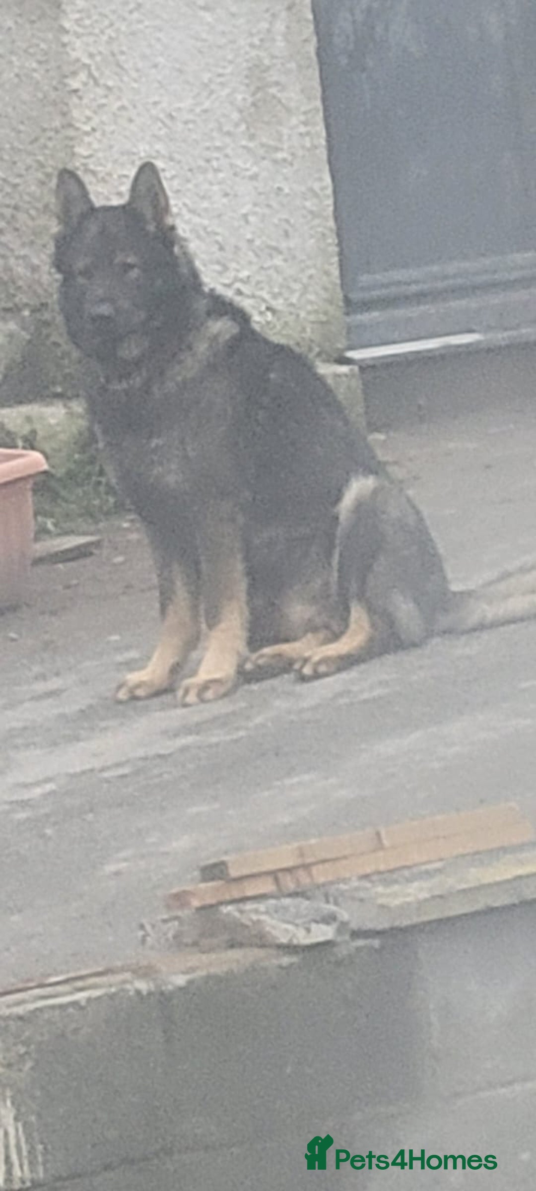 Belgian Shepherd Dog dogs for sale: Belgian malinois cross Czech Shepherd  - Image 5