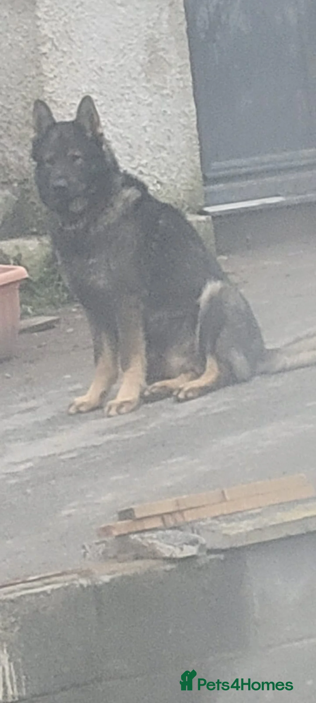 Belgian Shepherd Dog dogs for sale: Belgian malinois cross Czech Shepherd  - Advert 6