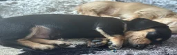 Miniature Dachshund dogs for sale: Miniature Dachsund puppies - Advert 19