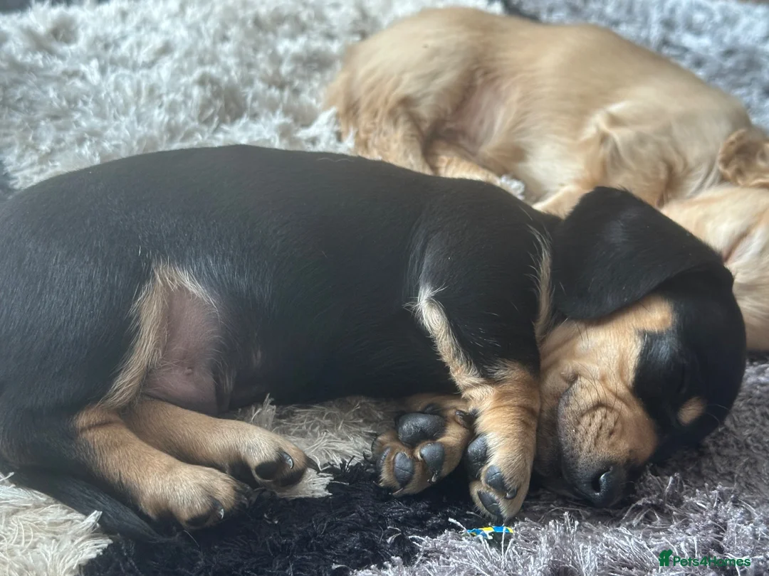 Miniature Dachshund dogs for sale: Miniature Dachsund puppies - Advert 19