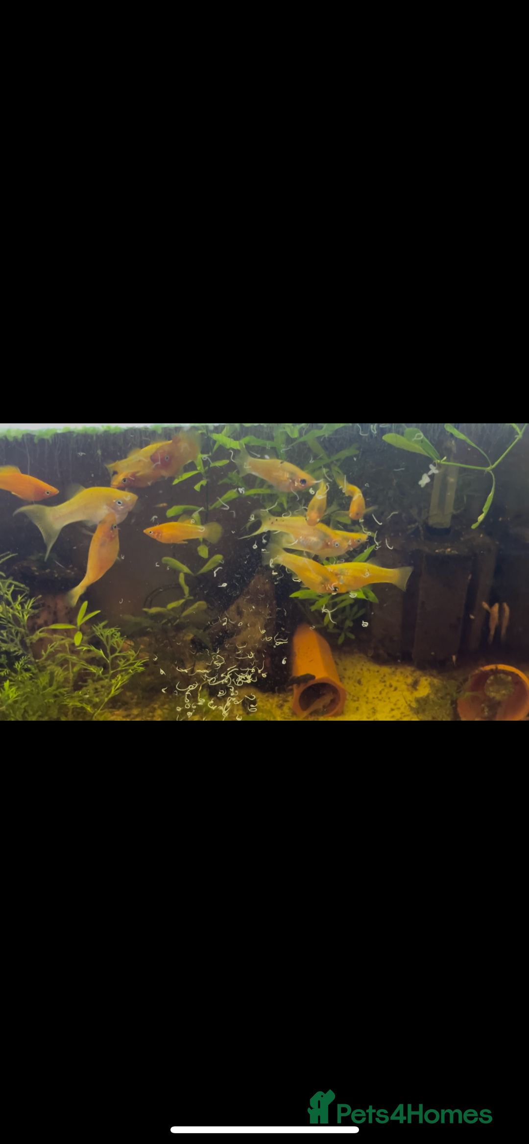 Live Bearers fish for sale: Mixed fish - Image 6