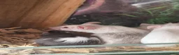 Mouse rodents for sale: Baby mice, well handled texal and fancy - Advert 7