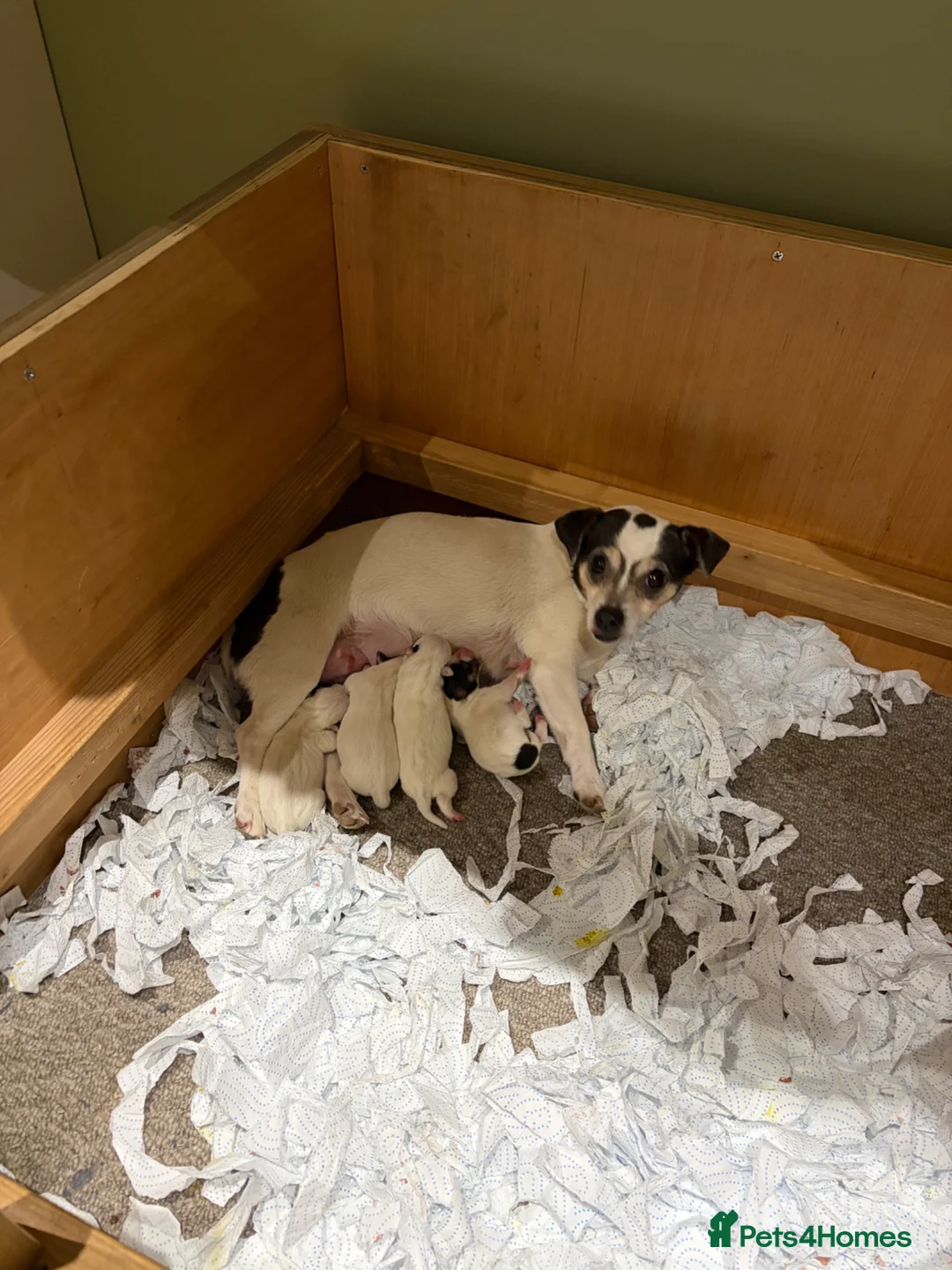 Jack Russell dogs for sale: Miniature jack Russell puppies  in Chesterfield - Advert 13