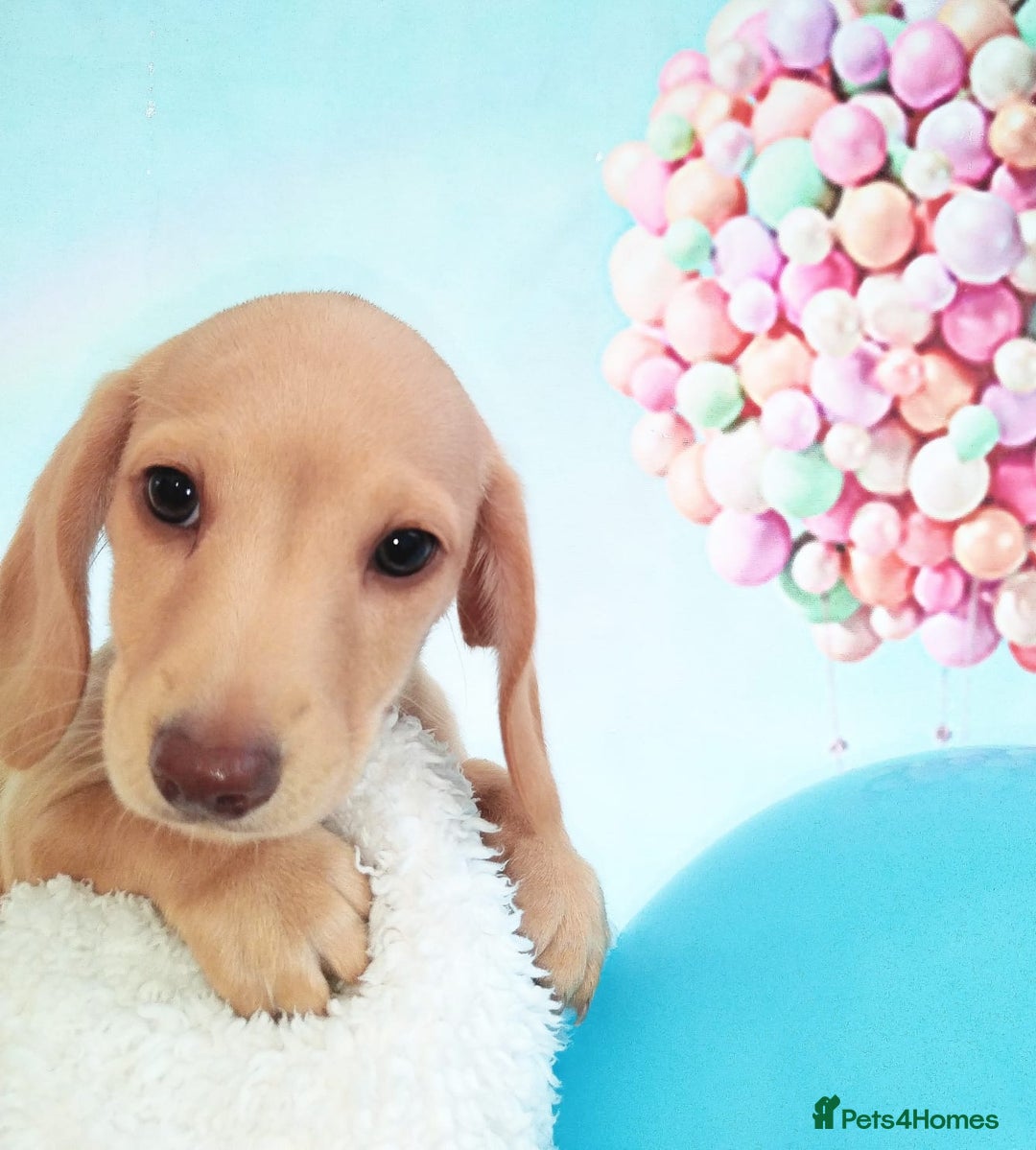 Miniature Dachshund dogs for sale: MINI CREAM DACHSHUND💥READY TO GO💥PRA CLEAR - Image 25