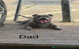 Staffordshire Bull Terrier dogs for sale: Stunning pure blue staffies - Image 39