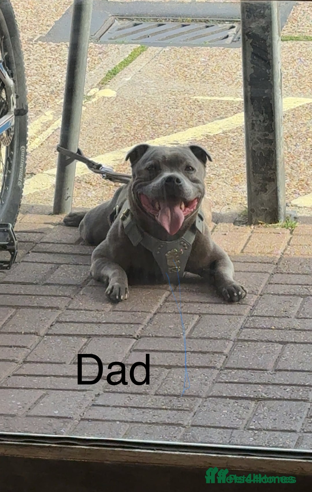 Staffordshire Bull Terrier dogs for sale: Stunning pure blue staffies - Image 39