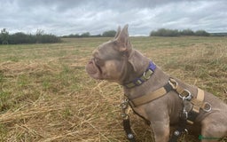 French Bulldog dogs for sale: 2 year old Reggie - Image 2