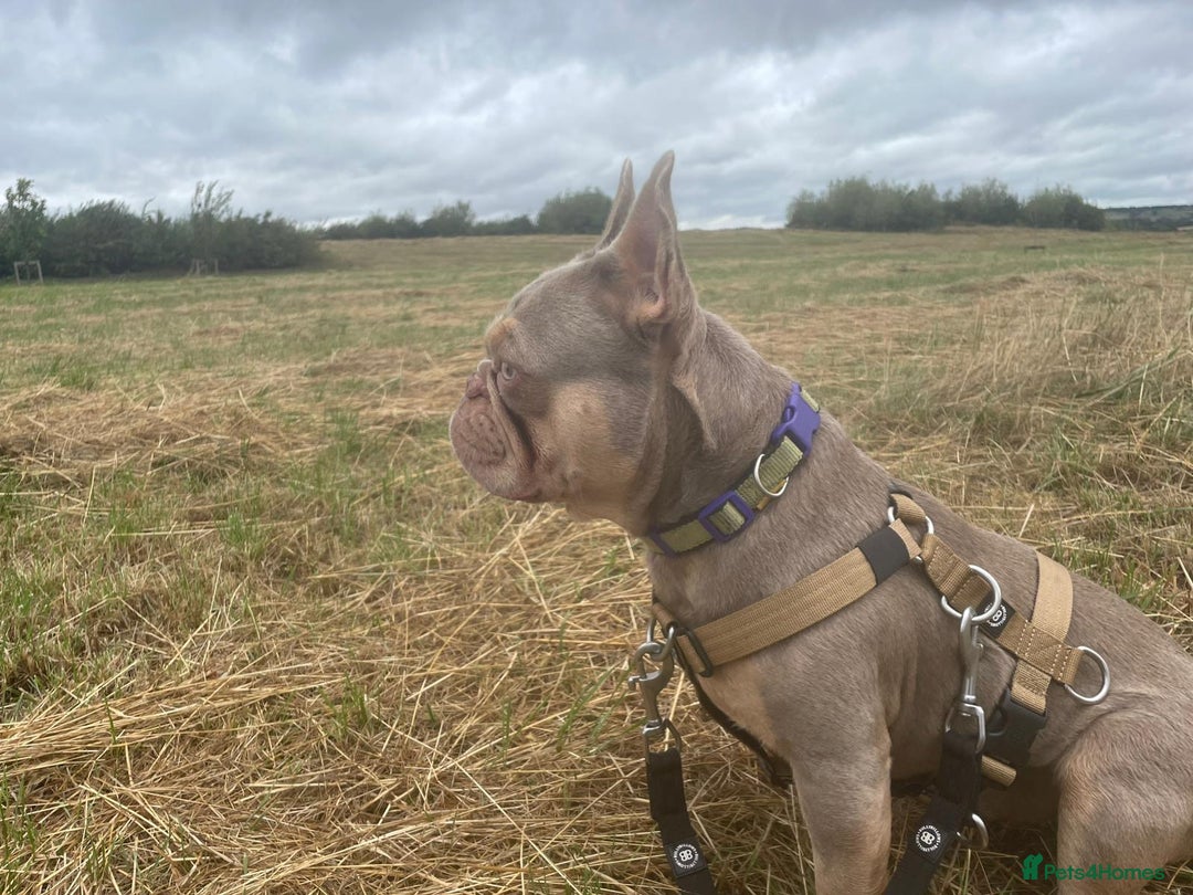 French Bulldog dogs for sale: 2 year old Reggie - Image 2