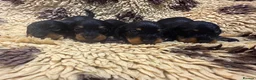 Miniature Dachshund dogs for sale: 5⭐️ licensed Miniature Wirehaired Dachshund  - Advert 4
