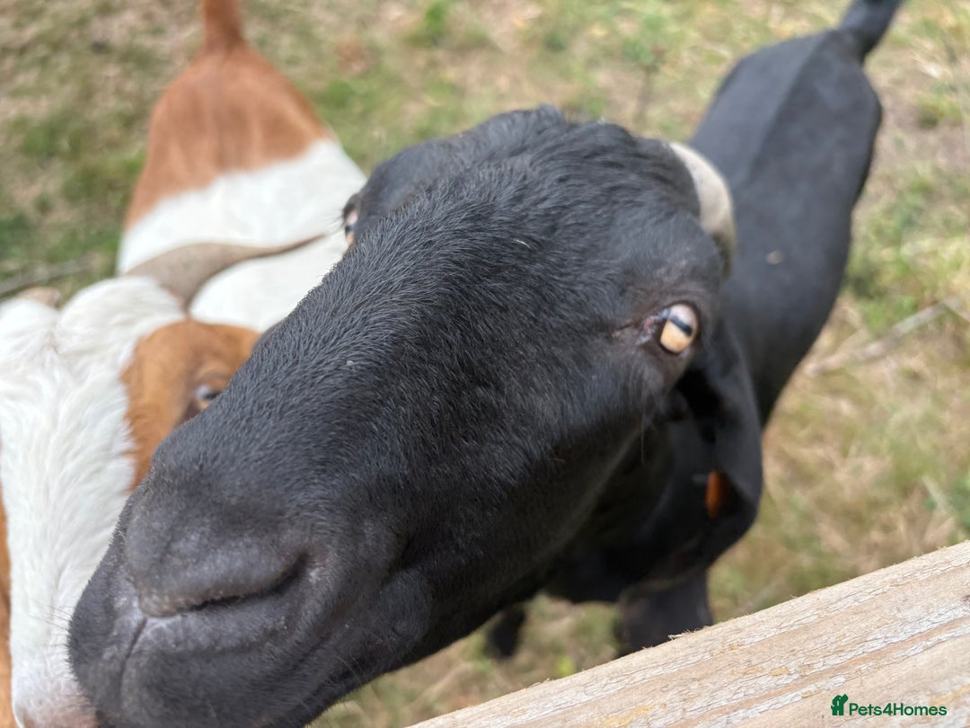 Goats livestock for sale: Castrated male and female  - Image 2