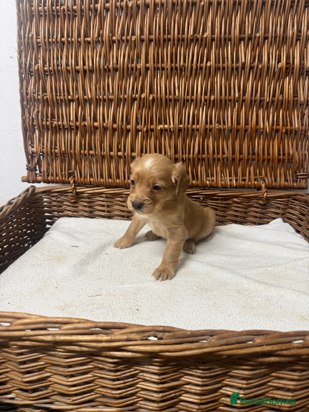 Cocker Spaniel dogs for sale: Fully DNA health tested cocker spaniel puppies - Advert 19