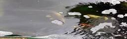 Other/Mixed Breed fish for sale:  8 Healthy Mature Pond Fish Job Lot  in Caerphilly - Advert 10