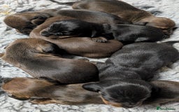 Miniature Dachshund dogs for sale: Quality KC / PRA Clear Minature Dachshund Puppies  - Image 5