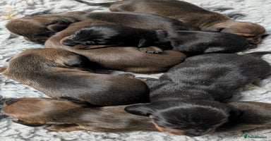 Miniature Dachshund dogs - Advert 4