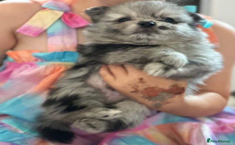 Pomeranian dogs - Advert 2