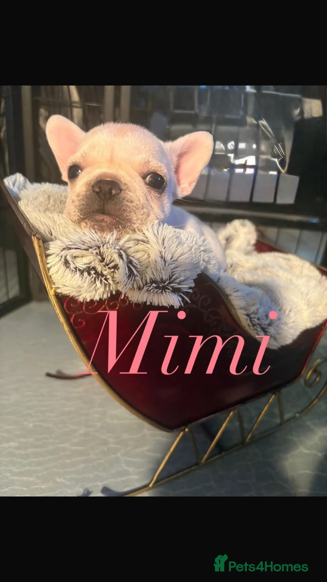 French Bulldog dogs for sale: Full KC Frenchie - 1 Beautiful little boy left - Advert 5