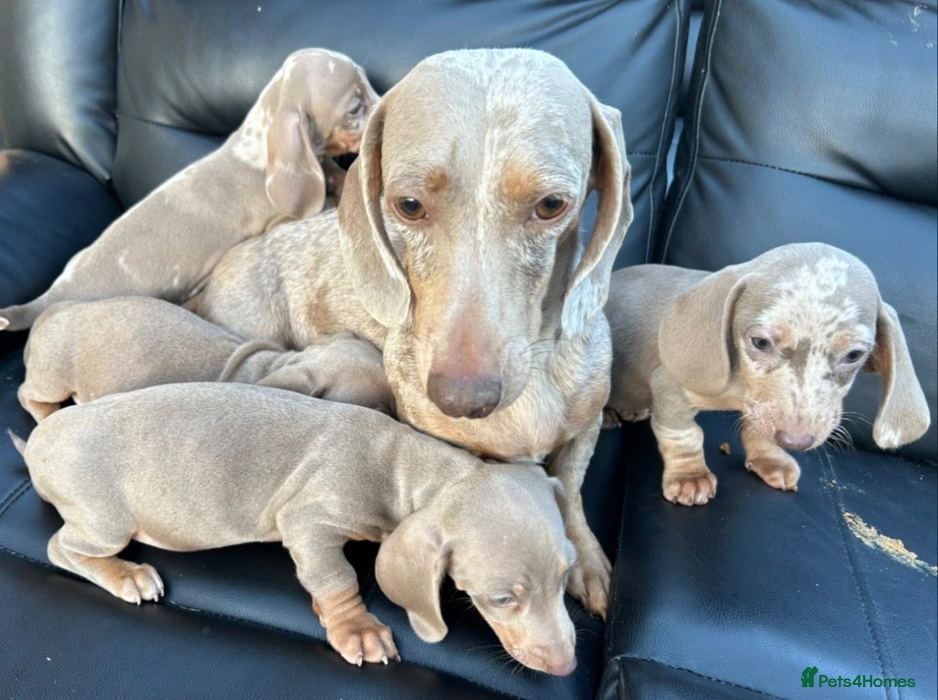 Dachshund dogs Mini silver/marble dachshunds  - Advert 2