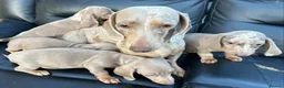 Dachshund dogs for sale: Mini silver/marble dachshunds  - Advert 2