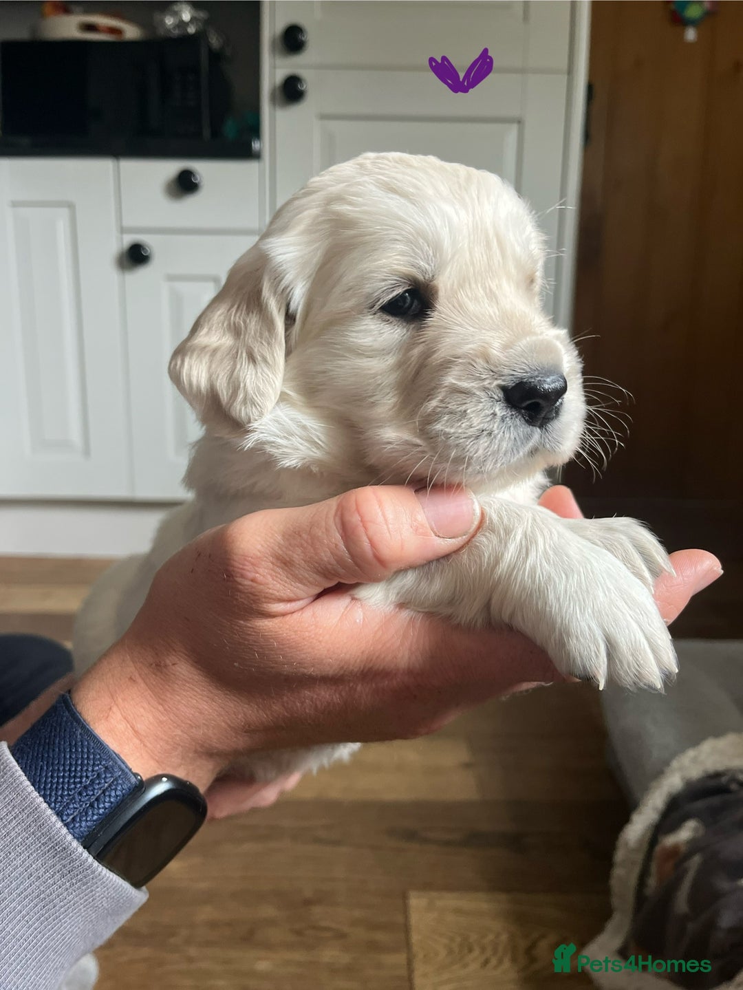 Golden Retriever dogs for sale: 🐾Three stunning golden retriever puppies. 🐾 - Image 8