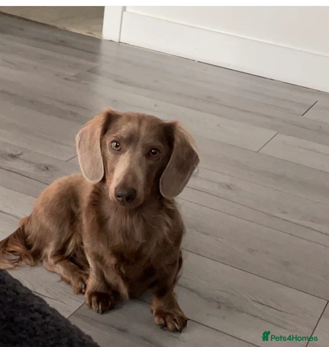 Dachshund dogs for sale: Ziggy and Zara  - Advert 1