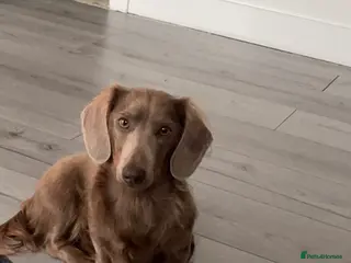 Dachshund dogs Ziggy and Zara - Advert 3