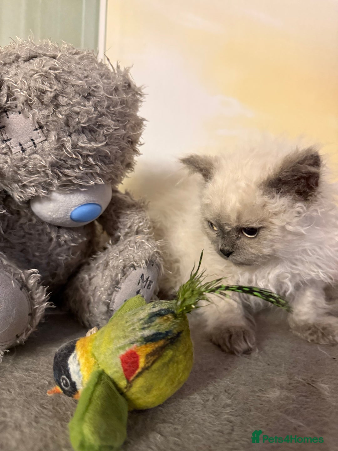 Selkirk Rex cats for sale: Gorgeous Selkirk Rex - Image 12