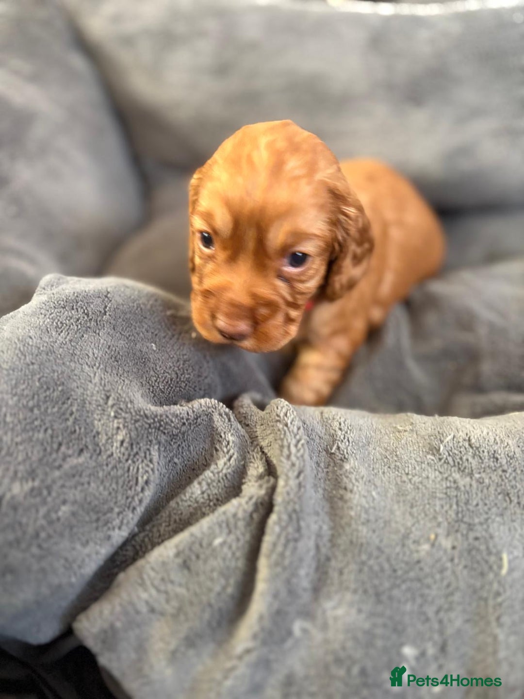 Cocker Spaniel dogs for sale: Kc reg cocker spaniels with 5 weeks insurance  - Advert 38