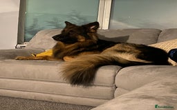 German Shepherd dogs for stud: KC registered beautiful stud in Rochdale - Image 6