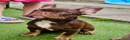 French Bulldog dogs for sale: 4 rojo male frenchie puppys - Advert 18