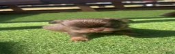 Chihuahua dogs for sale: Chocolate and tan Chihuahua puppies - Advert 4
