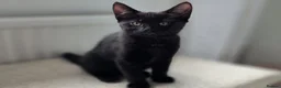 American Shorthair cats for sale: 2 Beautiful Mixed American Shorthair Kittens in Nottingham - Advert 14