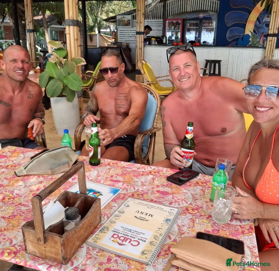 Maine Coon cats for sale: Outstanding pedigree kittens - Advert 19