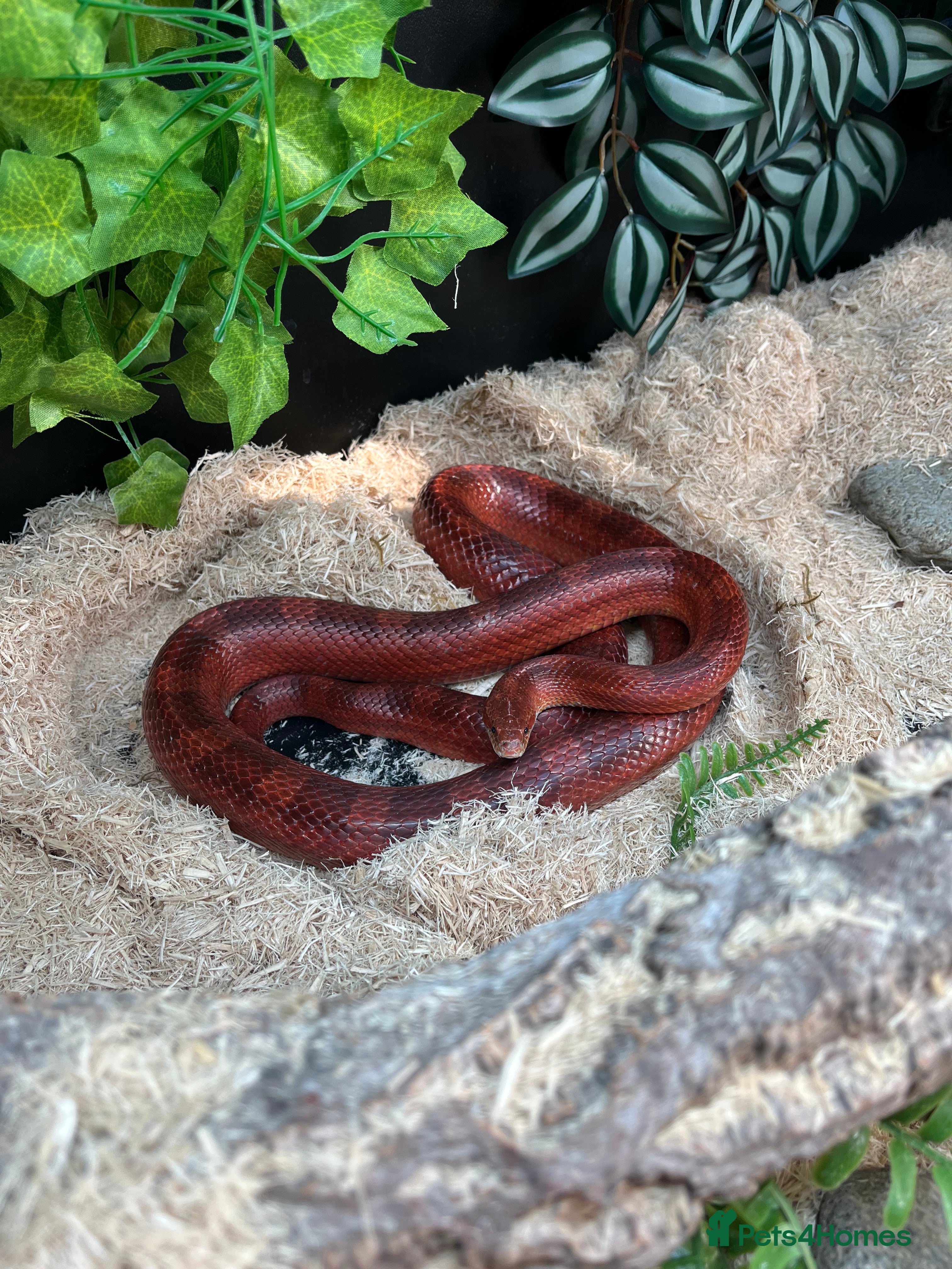 Corn Snake reptiles Corn snake with Vivarium  - Advert 4