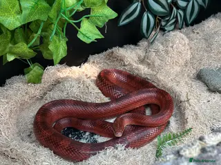 Corn Snake reptiles Corn snake with Vivarium - Advert 4