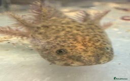 Axolotl reptiles for sale: Adorable Axolotls  - Image 7