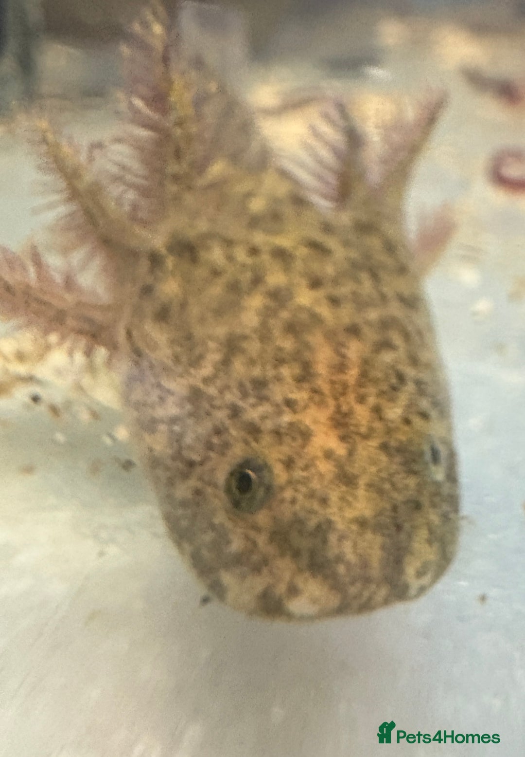 Axolotl reptiles for sale: Adorable Axolotls  - Image 7