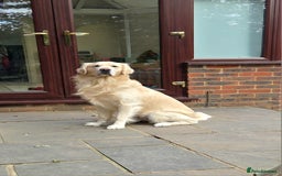 Golden Retriever dogs for stud: BEAUTIFUL PROVEN White Golden Retriever for Stud in Crowborough - Image 3