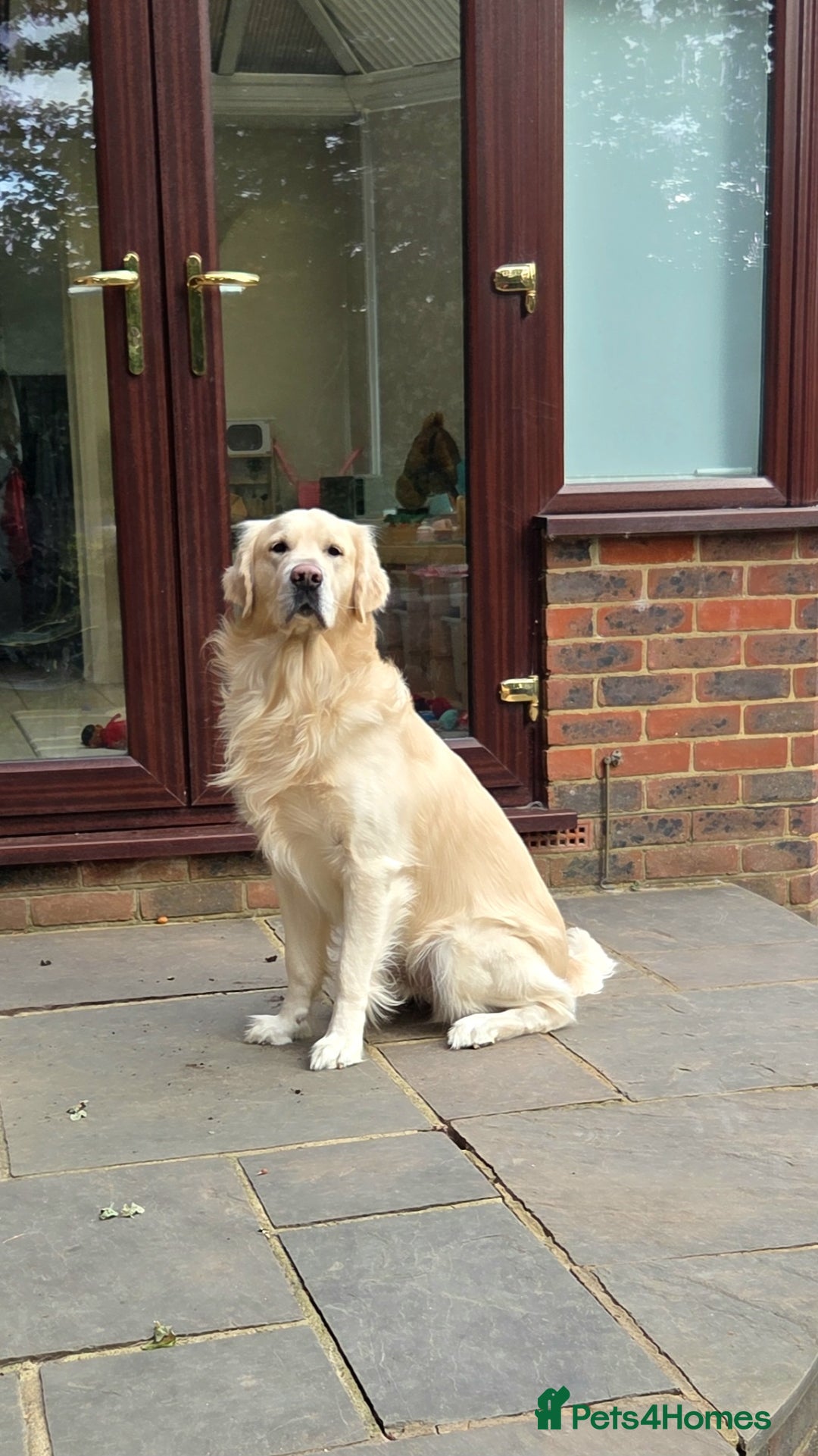 Golden Retriever dogs for stud: BEAUTIFUL PROVEN White Golden Retriever for Stud in Crowborough - Image 3