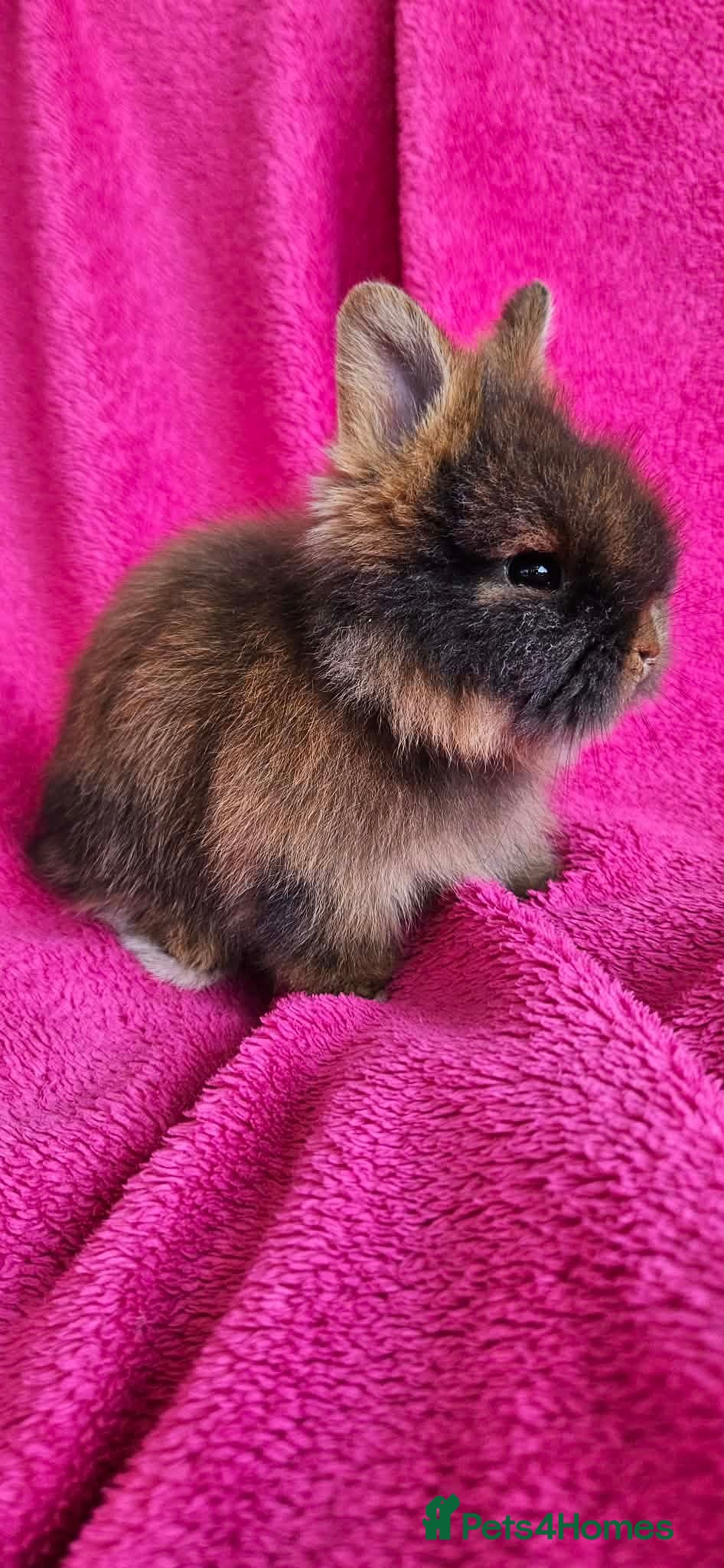 Lionhead rabbits Adorable Double-Maned Lionhead Rabbit 🐇  - Advert 1