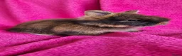 Lionhead rabbits for sale: Adorable Double-Maned Lionhead Rabbit 🐇  - Advert 1