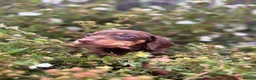 Dachshund dogs for sale: Beautiful litter of Dachshunds  - Advert 12