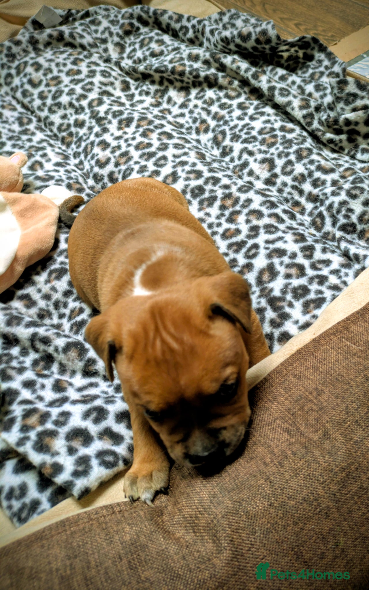 Staffordshire Bull Terrier dogs Beautiful puppies🐶🐶🐶🐶 - Advert 2