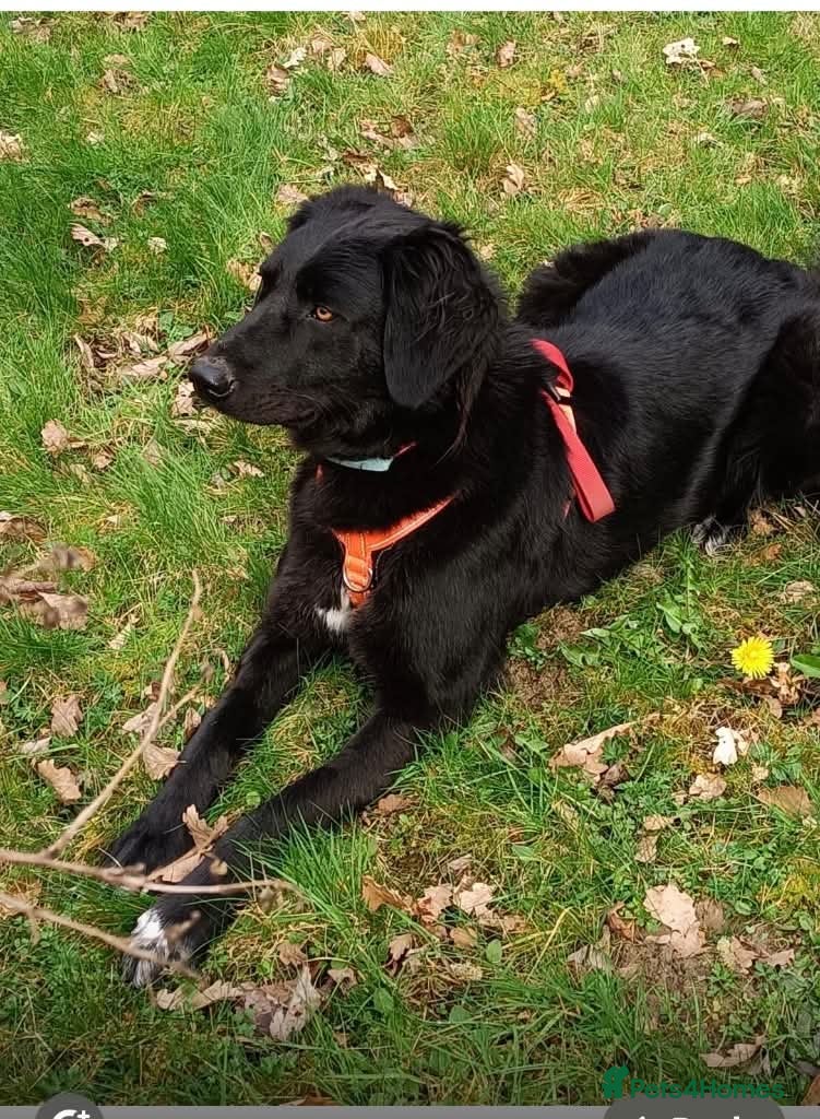 Mixed Breed dogs Meet Merlin, currently residing in Powys - Advert 1