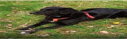 Mixed Breed dogs for adoption: Meet Merlin, currently residing in Powys in Caersws - Advert 1